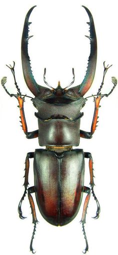 an insect with horns and long antennae