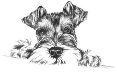 a black and white drawing of a dog with his head resting on a table top