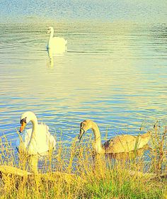 two swans are swimming in the water near tall grass and reeds, while another swan is on the other side of the lake