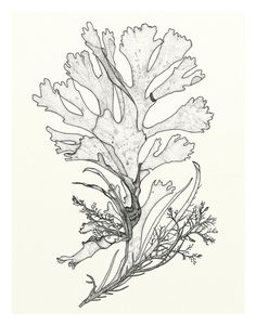 an ink drawing of seaweed on white paper