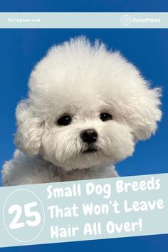 a small white dog with the words 25 small dog breeds that won't leave hair all over