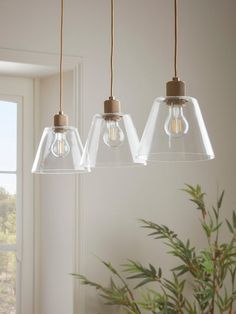 three clear glass pendant lights hanging from a ceiling in front of a potted plant