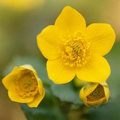 two yellow flowers with green leaves in the foreground and blurry backround background