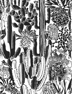 a black and white drawing of cactuses, cacti and succulents