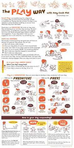 infographic poster on how to make new fur friends fast Amy Cook, Dog Journal, Dog Body Language, Positive Dog Training, Reactive Dog, Dog Enrichment, Dog Health Tips, Dog Health Care, Dog Info