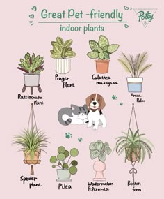 a pink poster with potted plants and animals on it's sides, which says great pet - friendly indoor plants