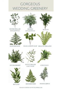 an illustrated guide to different types of wedding greenery