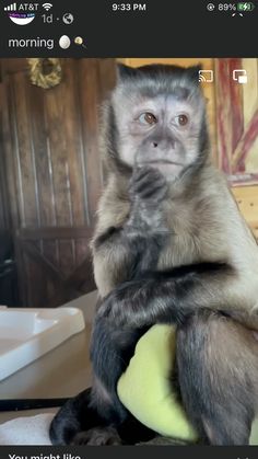 a monkey sitting on top of a stuffed animal in front of a camera phone screen