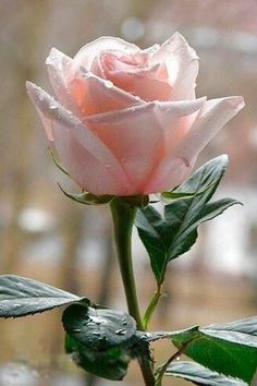 a single pink rose with water droplets on it's petals in front of a window