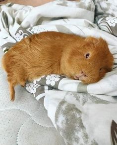 a small brown animal laying on top of a blanket