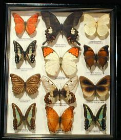 a display case filled with lots of different colored butterflies