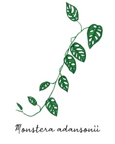 a green plant with leaves on it and the words montera adonisi written below