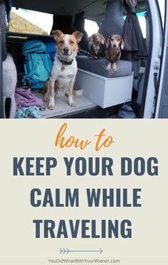 two dogs sitting in the back of a van with text overlay reading how to keep your dog calm while traveling