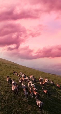 a herd of sheep walking across a lush green field under a pink cloud filled sky