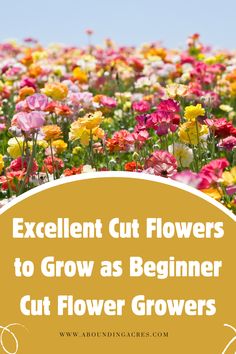 colorful flowers with the words excellent cut flowers to grow as beginer out flower grows