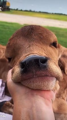 a close up of a person's hand holding a baby cow with other cows in the background