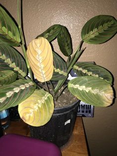 a potted plant sitting on top of a wooden table