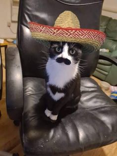 a cat wearing a sombrero sitting on an office chair