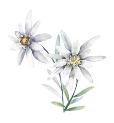 two white flowers with green leaves and yellow centers on a white background in watercolor