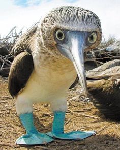 a large bird standing on top of a pile of dirt next to a dead tree