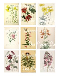 six different types of wildflowers are shown here