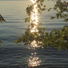 the sun shines brightly through the leaves of a tree over water with trees in the foreground