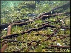 the grass is growing on the ground and there are many branches sticking out of it