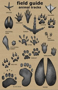 an image of animal tracks and their names on a piece of paper with the words field guide