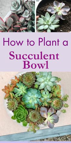 how to plant a succulent bowl