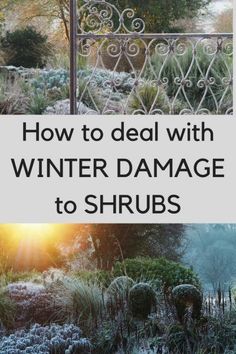 how to deal with winter damage to shrubs and other plants in your garden or yard