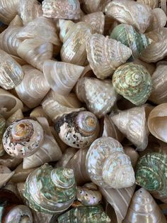 many different shells are stacked together