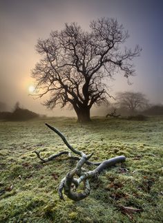 a tree in the middle of a field with moss on it and a twisted branch