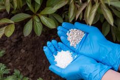 a person wearing blue gloves holding up some white substance in their hand, next to a bush with green leaves