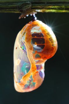 a close up of a butterfly's wing hanging upside down on a tree branch