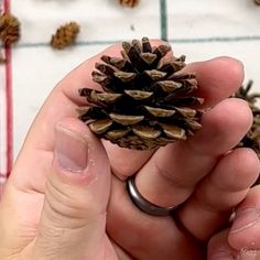 a person holding a small pine cone in their hand with other cones scattered around them