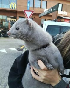 a woman holding a gray ferret in her arms on the side of the road