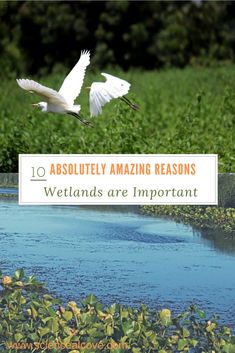 two white birds flying over water next to green plants and trees with text that reads 10 absolutely amazing reasons wetlandss are important