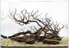 a bonsai tree in an aquarium with rocks and sand