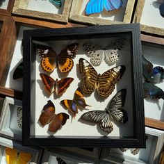 a group of framed butterflies sitting on top of a table