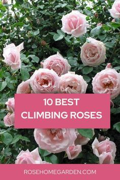 pink roses with the words 10 best climbing roses