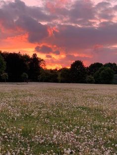 the sun is setting over a field with wildflowers and trees in the background