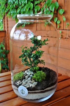 a small bonsai tree in a glass jar