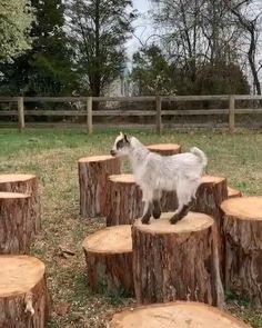 a goat standing on top of wooden logs