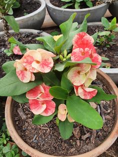 a potted plant with pink and white flowers in it's center surrounded by green leaves