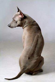 a gray dog sitting on top of a white floor