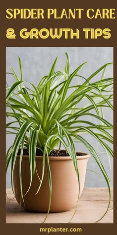 spider plant care and growth tips