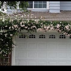 flowers growing over the side of a garage door