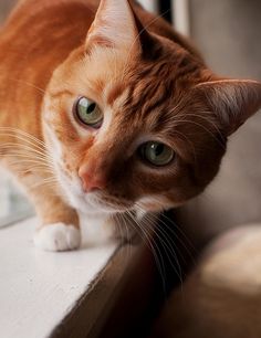 an orange and white cat sitting on top of a window sill looking at the camera