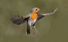 a small bird flying through the air with it's wings spread wide and outstretched