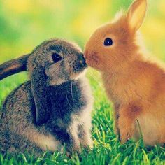 two rabbits are sitting in the grass and one is sniffing the other's ear